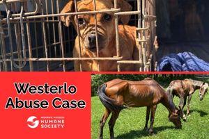 Westerlo Abuse Case