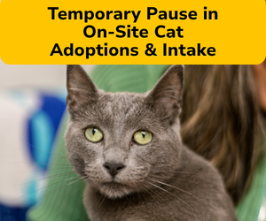 Temparary Pause