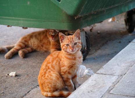 Stray Cats
