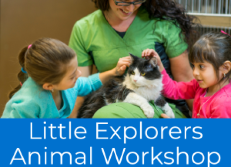 Animal Workshop