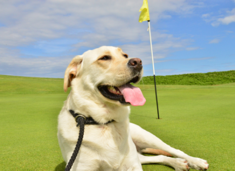 Golf Dog